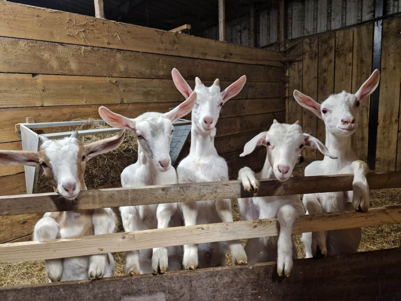 goats milk soap